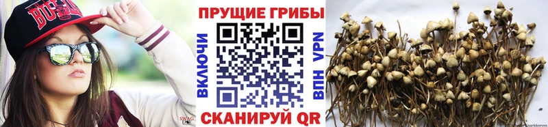 Псилоцибиновые грибы Magic Shrooms  Купить закладки  Няндома 